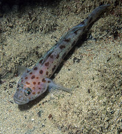 Leopard spotted goby.
Porth Ysgaden, N. Wales.
F90X, 60mm. by Mark Thomas 