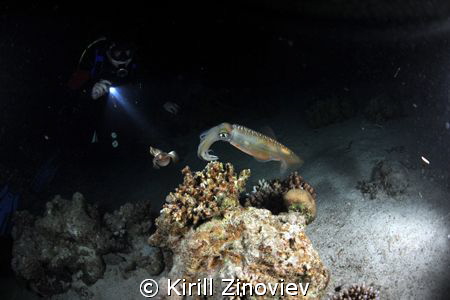 Сuttlefish caught at night dive at Small Giftun by Kirill Zinoviev 
