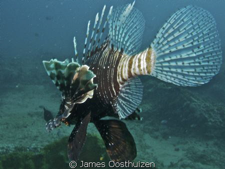 Lionfish. Nikon 7000 fantasea housing. by James Oosthuizen 