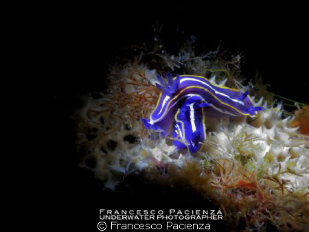 Love to love...

Hypselodoris tricolor, 1 cm. Light wit... by Francesco Pacienza 