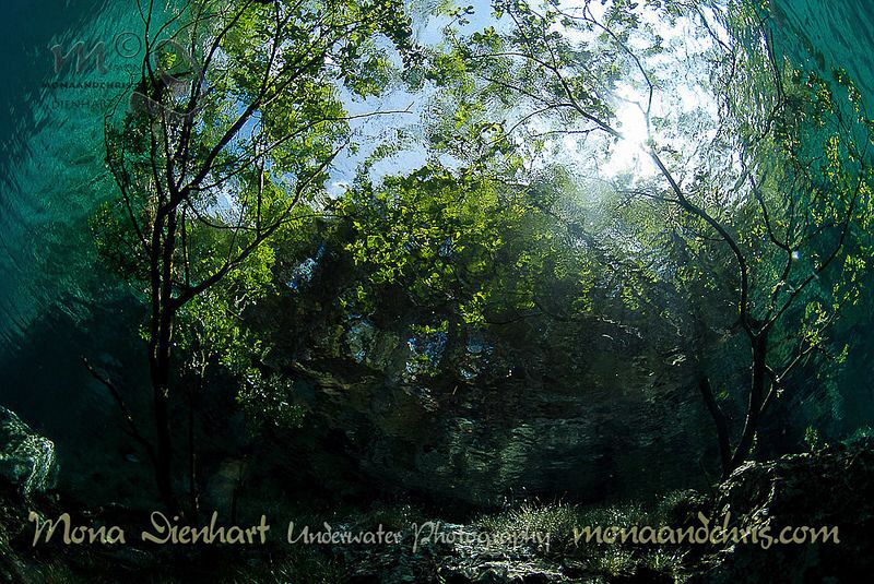 resting under the trees

difficult to see where the wat... by Mona Dienhart 