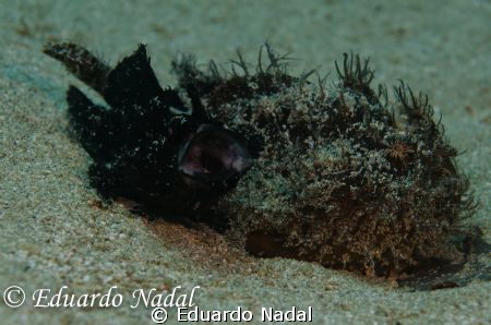 Yawning hairy frogfish with nikon d7000, inon z240 and s2... by Eduardo Nadal 