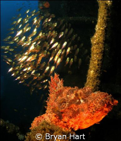There were two Raggie Scorpina Fish having breakfast on a... by Bryan Hart 