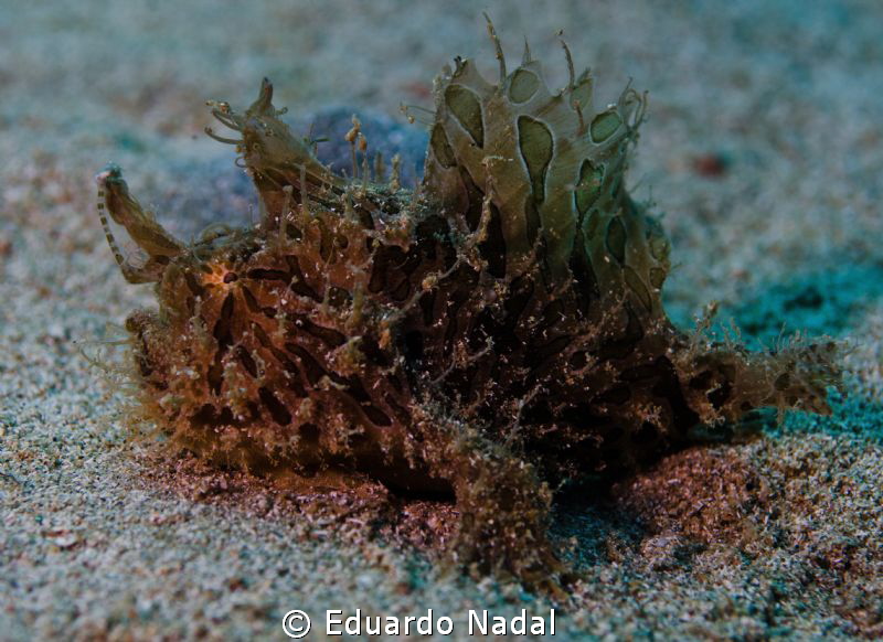 Hairy Frogfish D7000, inon z240, s2000, 60m teleconverter... by Eduardo Nadal 