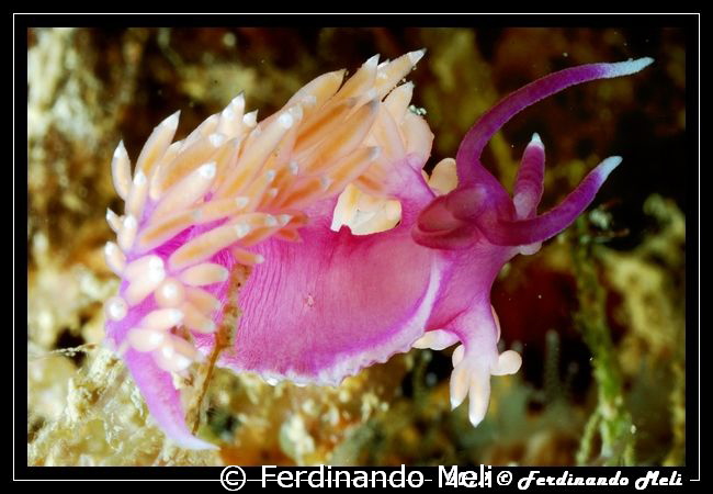 Flabellina ischitana by Ferdinando Meli 