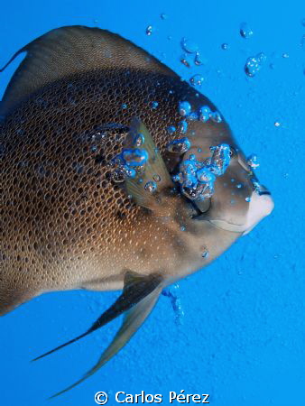 "Pancho" He eats an play with bubbles! Always come in the... by Carlos Pérez 