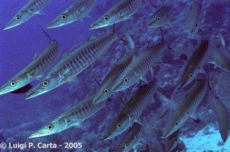 Marsa Alam, Egypt. Barracuda out of the mist. by Luigi Carta 