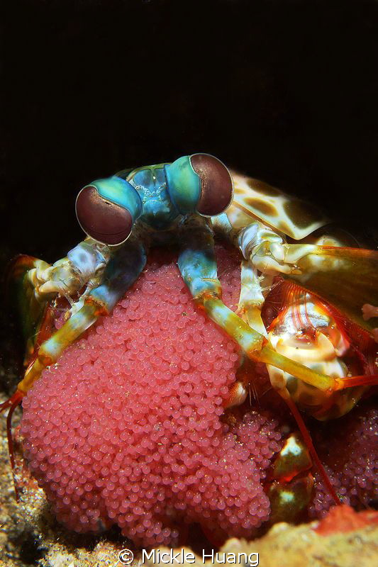 Mantis shrimp with eggs
Aniloa, the Philippines by Mickle Huang 