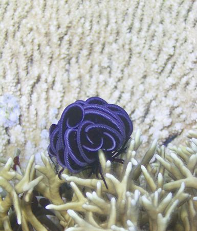 A feather star sleeps rolled into a ball near Osprey Reef... by Jerry Hamberg 