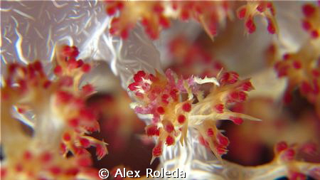 Candy Crab taken at Olanggo Island Mactan Cebu using Cano... by Alex Roleda 
