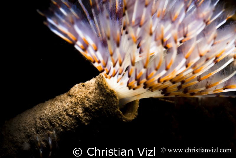 Tube worm found at Ixtapa Island, Zihuatanejo, México. by Christian Vizl 