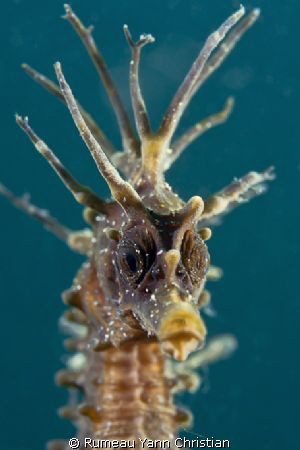 Hippocampus guttulatus by Rumeau Yann Christian 
