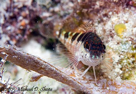 Taken in Key Largo with Canon 20D 100mm lens and dual DS1... by Michael Shope 