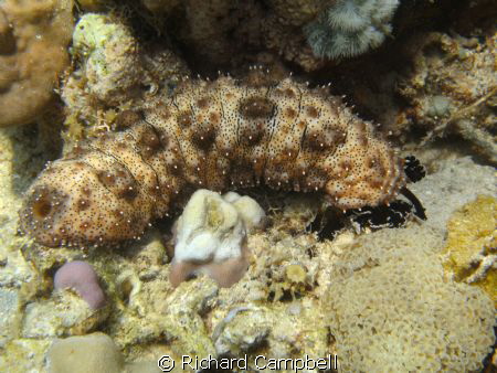 sealife dc1000... by Richard Campbell 