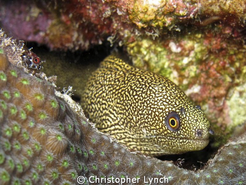 golden moray and friend by Christopher Lynch 
