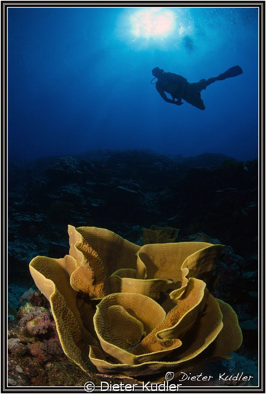 Diving Big Bend, Yap Island by Dieter Kudler 