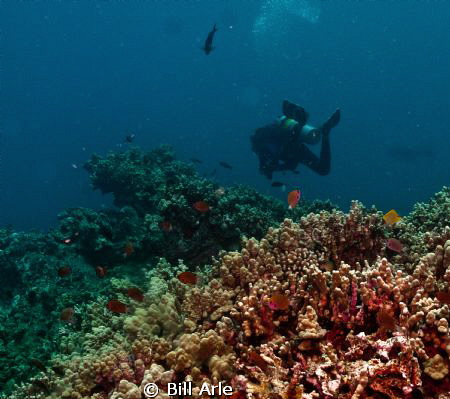 Reef scene.  Big Island, Hawaii. by Bill Arle 