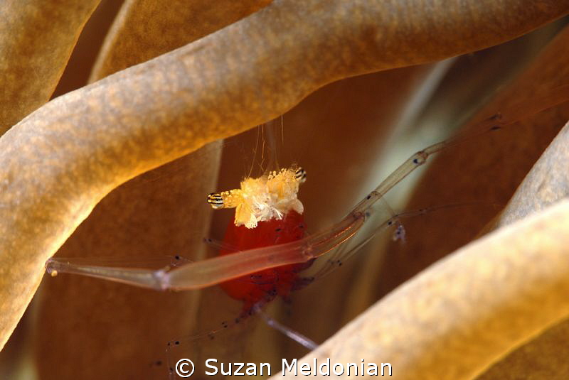 Popcorn Shrimp by Suzan Meldonian 