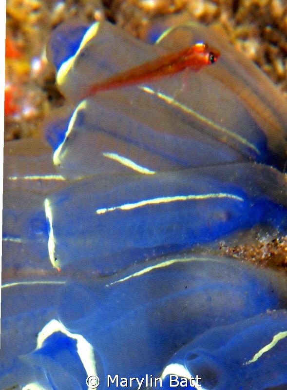 Very tiny Goby on Tunacate by Marylin Batt 