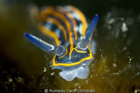 hypselodoris villafranca(1cm) by Rumeau Yann Christian 