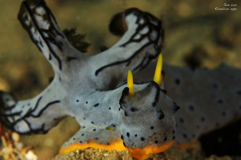 big boy aegeris by Yagit Diver 