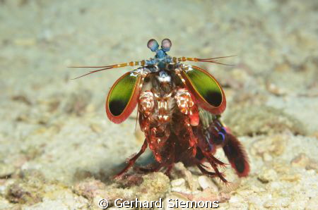Nice Mantis asking me "What´s up" by Gerhard Siemons 