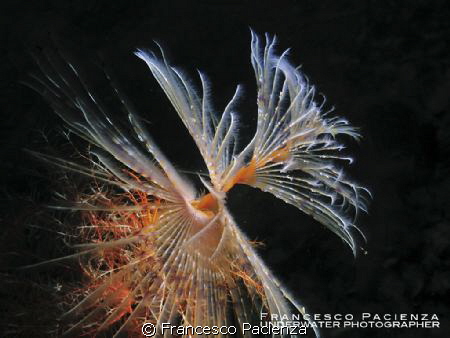 Underwater life by Francesco Pacienza 