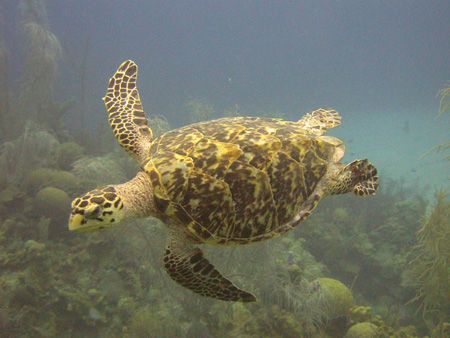This beautiful turtle came up out of nowhere off the coas... by Alan Preston 