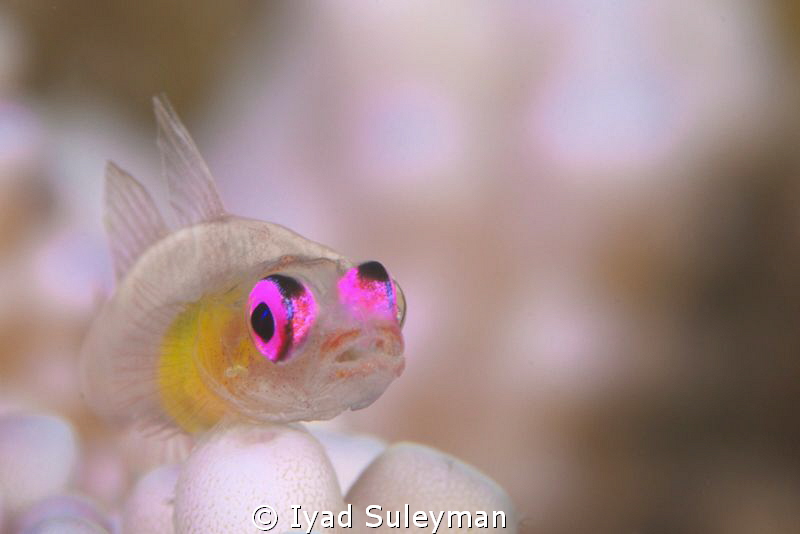 Purple-eyed Goby by Iyad Suleyman 