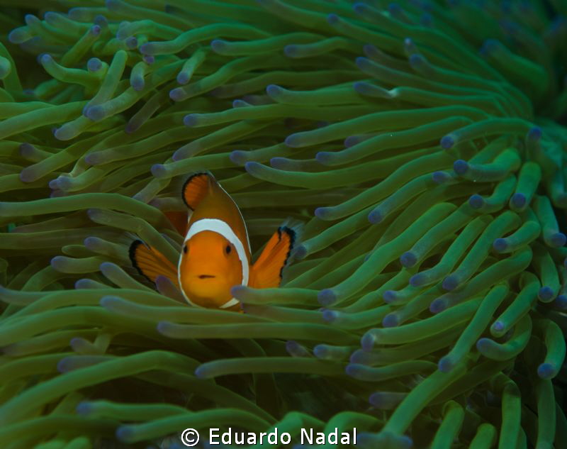 clownfish d7000, 100mm, f10 by Eduardo Nadal 