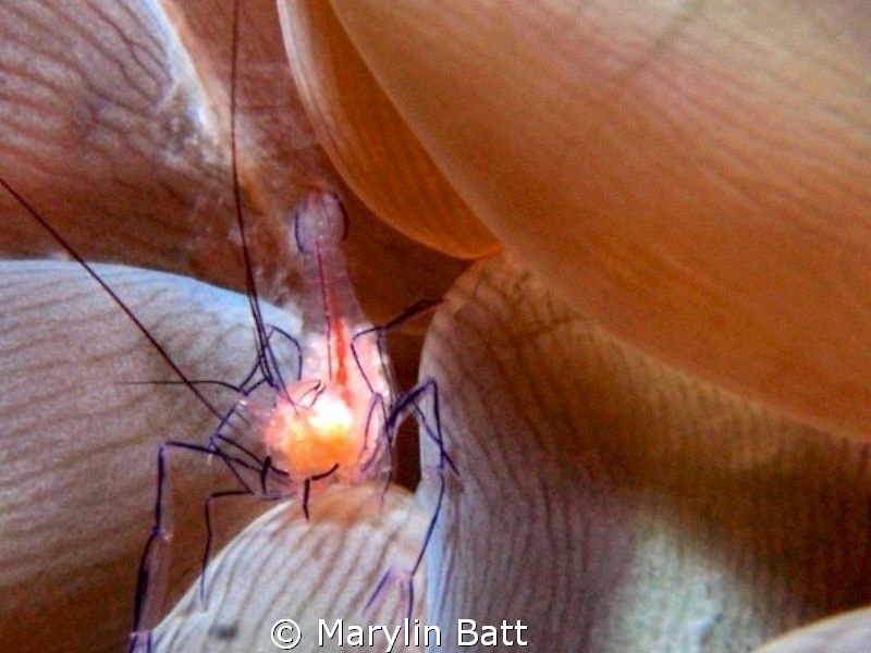 Bubble anomone shrimp by Marylin Batt 