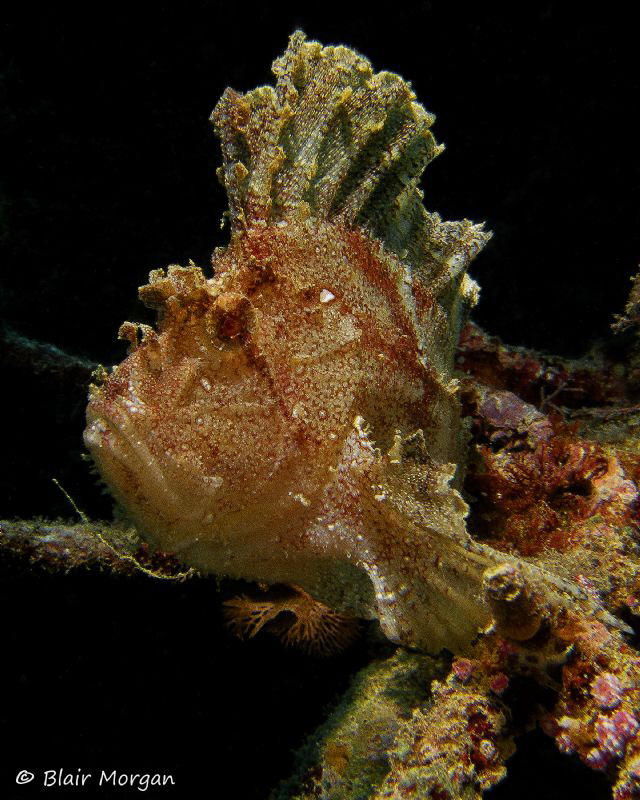 Leaf Scorpionfish, Shark Reef, Beqa Lagoon, Fiji Islands by Blair Morgan 