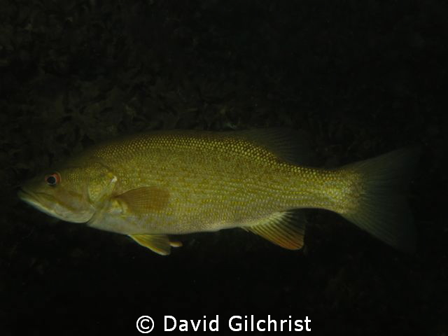 Bass sp. Canon S100, 1/1000 f/8 Flash 1/16 power by David Gilchrist 