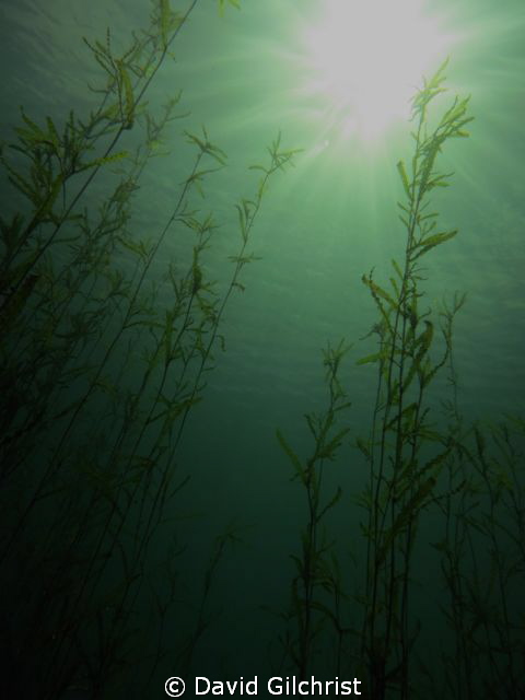 Quarry vegetation, Canon S100 by David Gilchrist 