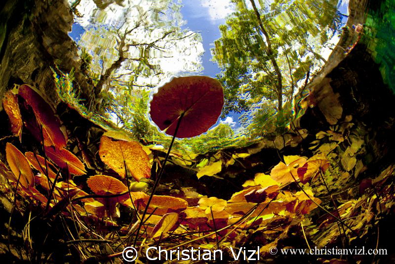 Water plants and trees at Grand Cenote, Quintana Roo, Méx... by Christian Vizl 