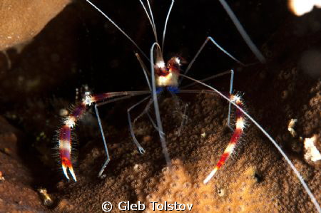 Cleaning shrimp ready by Gleb Tolstov 