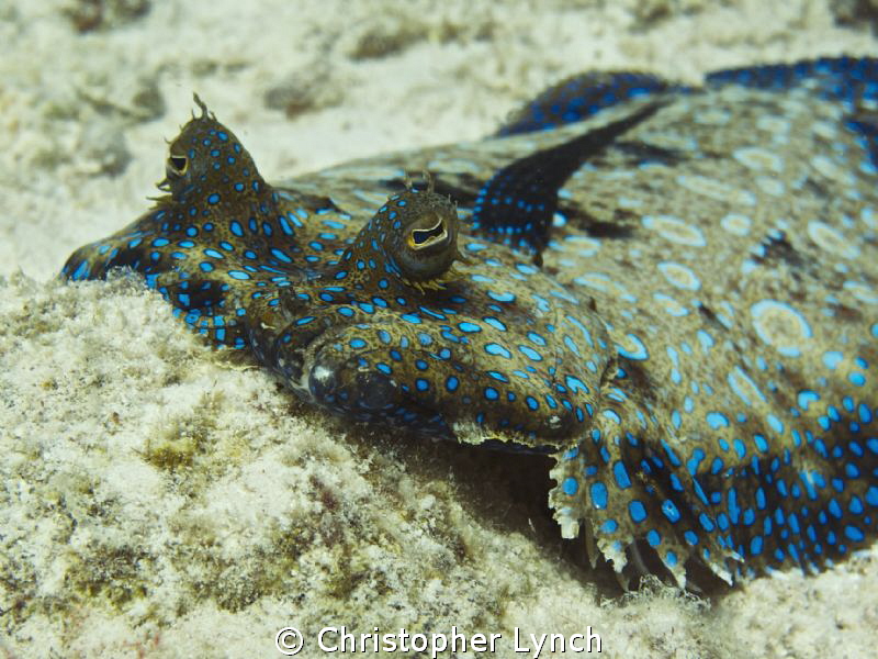 bored peacock flounder by Christopher Lynch 