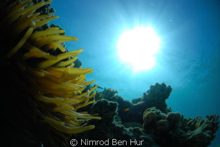 good day by Nimrod Ben Hur 