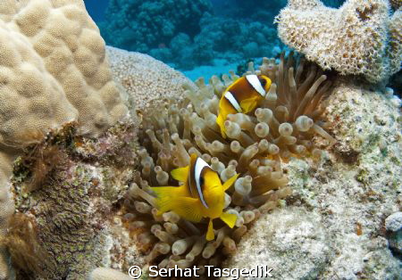 clown
tokina 10-17 by Serhat Tasgedik 