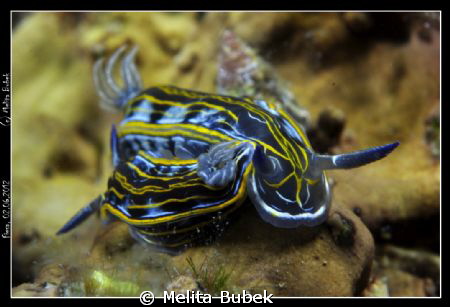 NikonD90, Nikor 60mm, +4lens, Nauticam by Melita Bubek 