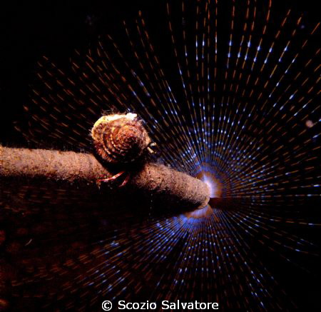 a spasso by Scozio Salvatore 