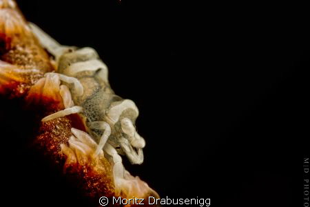 WC-Shrimp @ Tulamben
Canon 600D / 60mm by Moritz Drabusenigg 