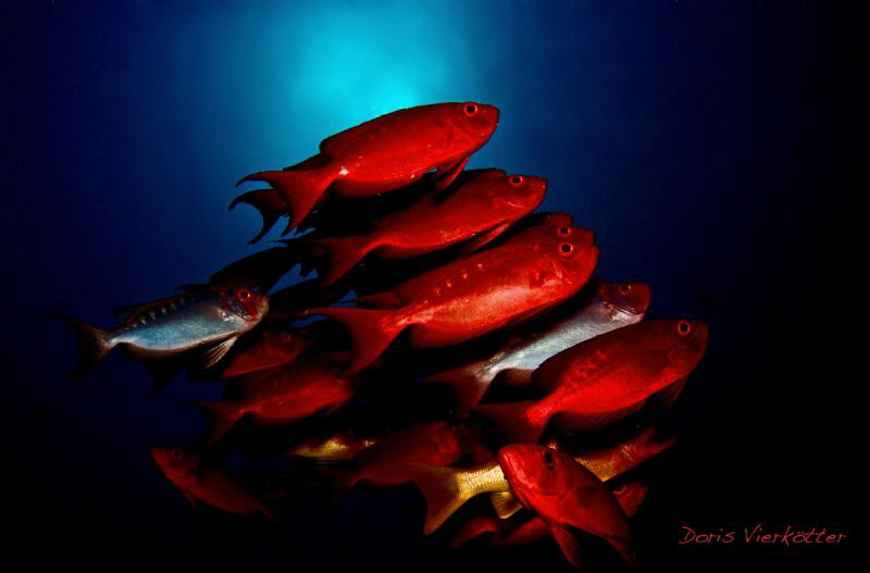 Red school by Doris Vierkoetter 