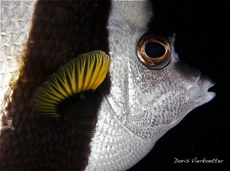 Yellow Fin by Doris Vierkoetter 