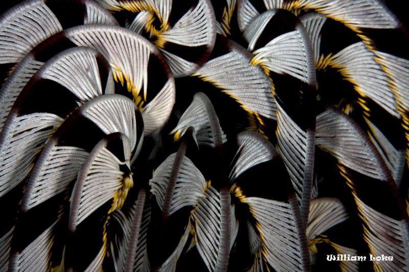 Crinoid by William Loke 