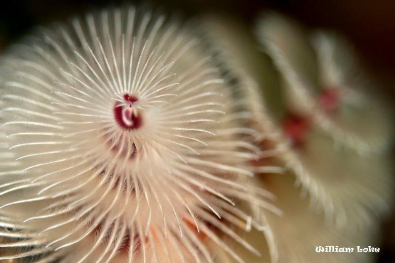 Christmas Tree Worm by William Loke 