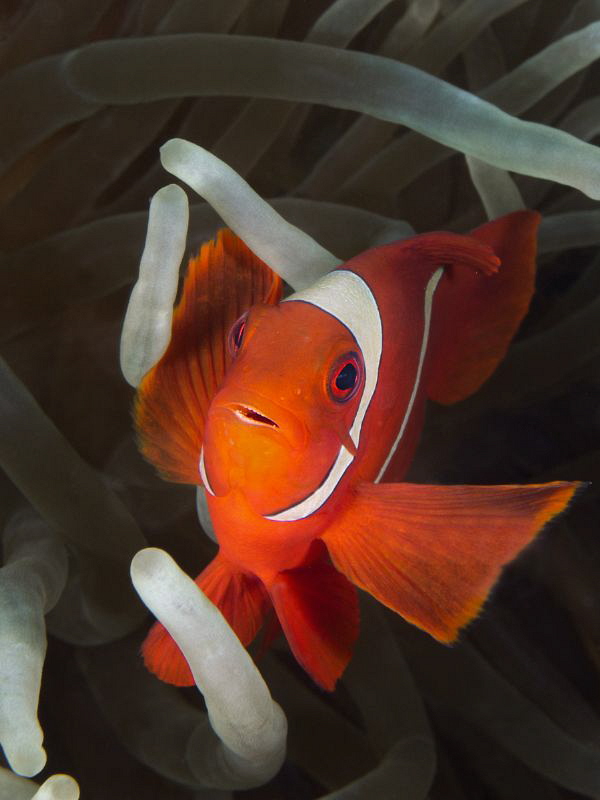 Colourful clown on discolored anemone by Alex Varani 