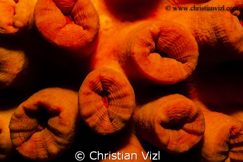Natural color, only enhanced by the flash! by Christian Vizl 