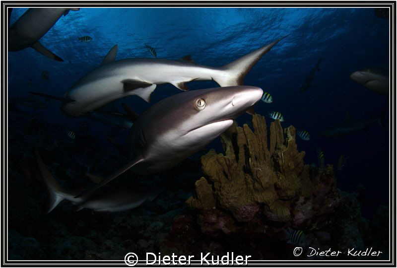 Coming to the light by Dieter Kudler 