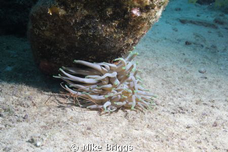 Papa Hogs shore dive by Mike Briggs 